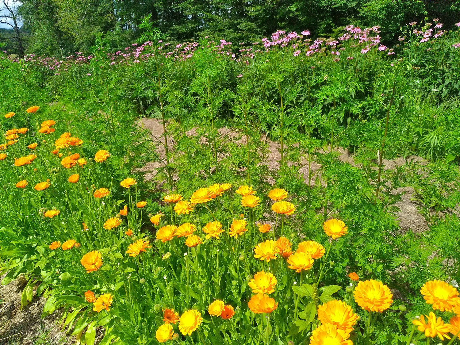 CULTURES CALENDULA