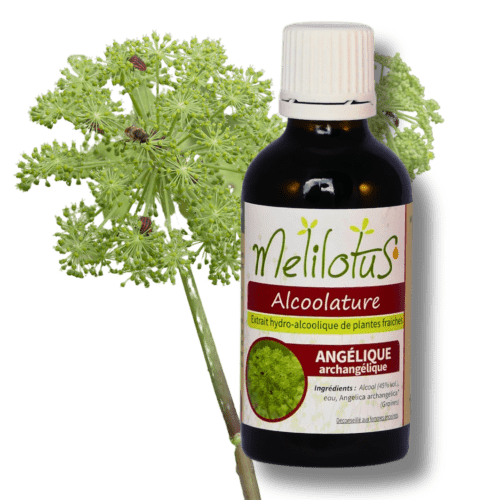 Alcoolature Angélique archangélique