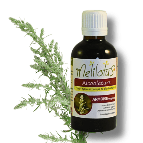 Alcoolature Armoise vulgaire