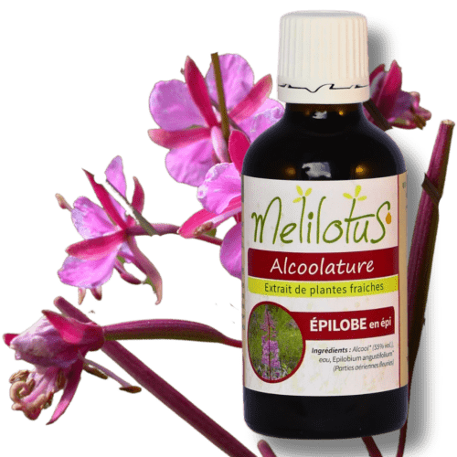 Alcoolature Épilobe