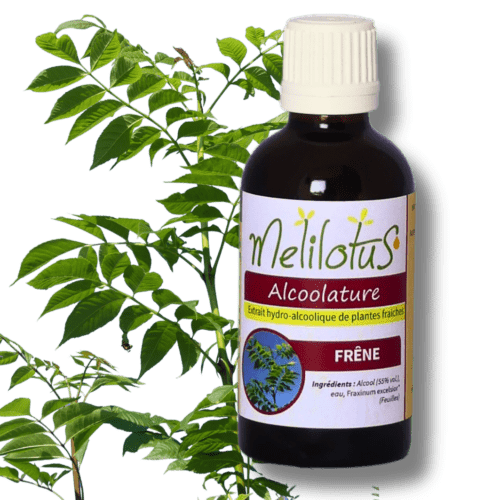 Alcoolature Frêne