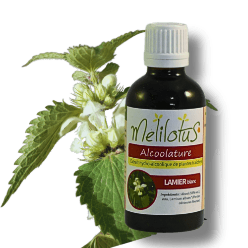 Alcoolature Lamier blanc