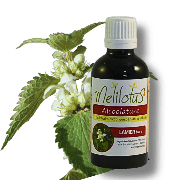 Alcoolature Lamier blanc