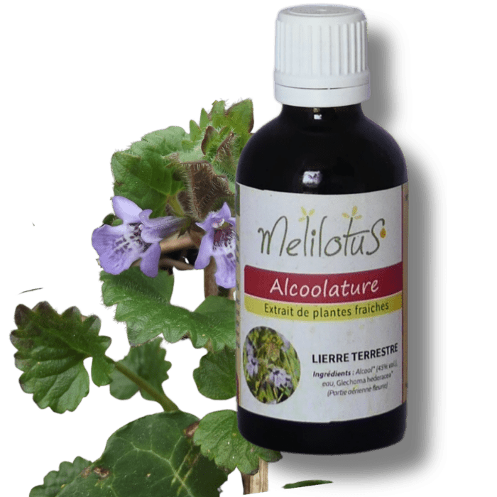 Alcoolature Lierre terrestre