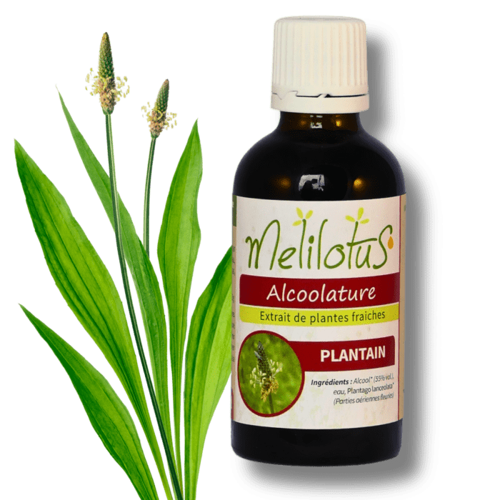 Alcoolature Plantain