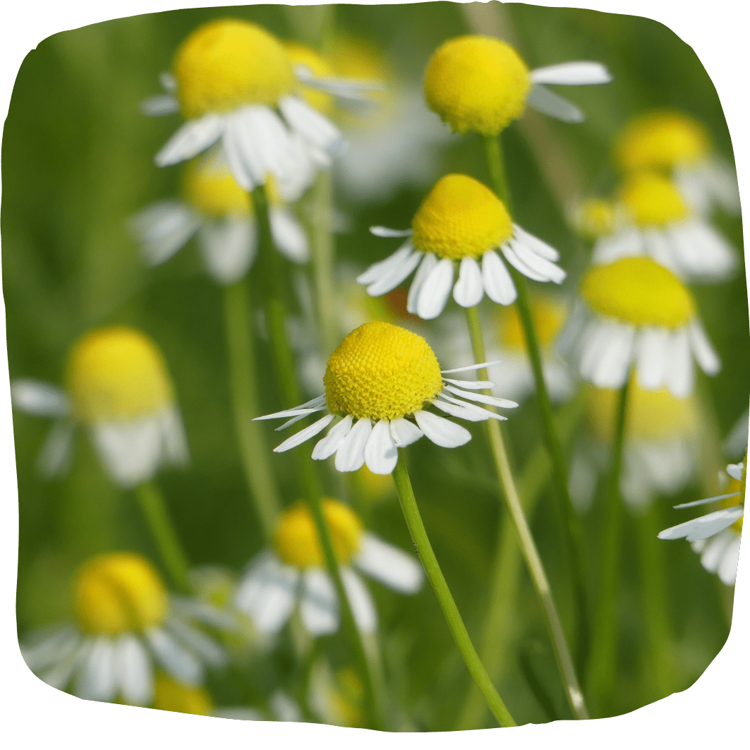 Camomille matricaire