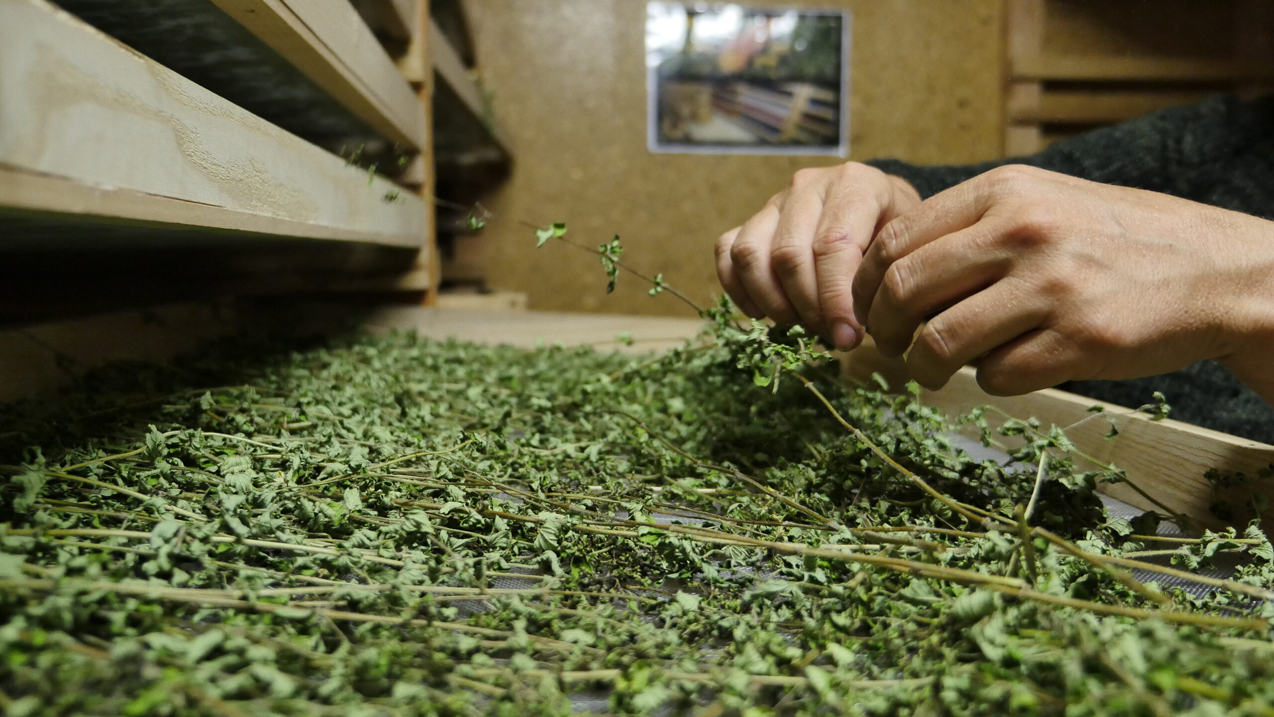 Emondage plante
