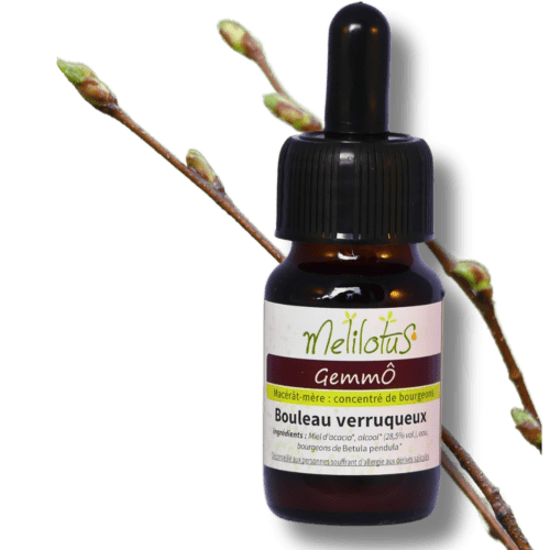 GemmÔ Bouleau verruqueux