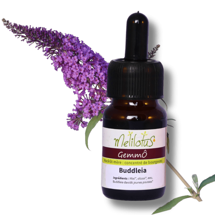 GemmÔ Buddleia