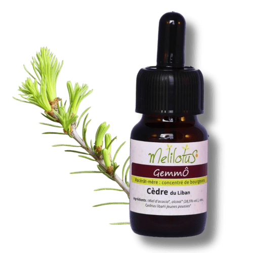 GemmÔ Cèdre du Liban