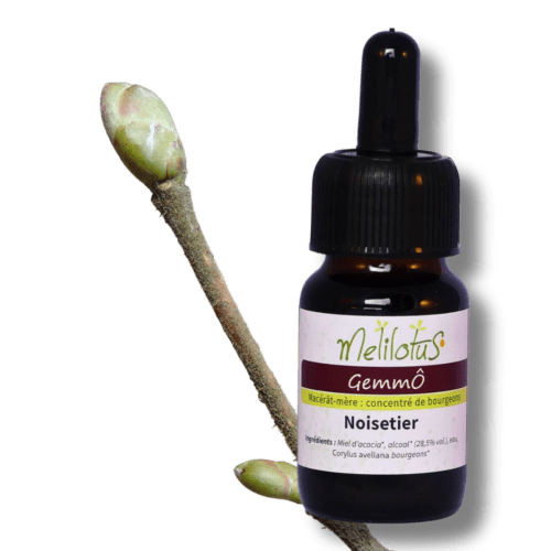 GemmÔ Noisetier