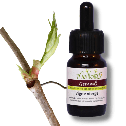 GemmÔ Vigne vierge