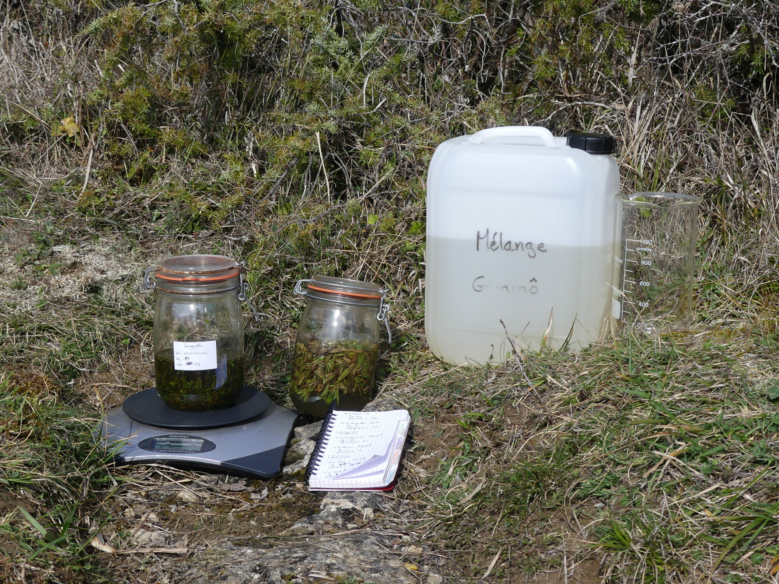 Macération sur site de cueillette