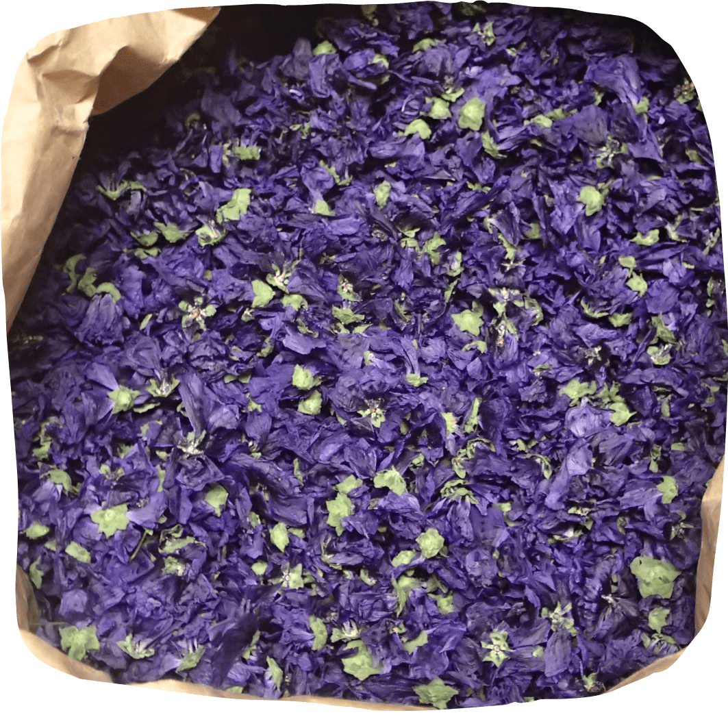 Mauve séchée