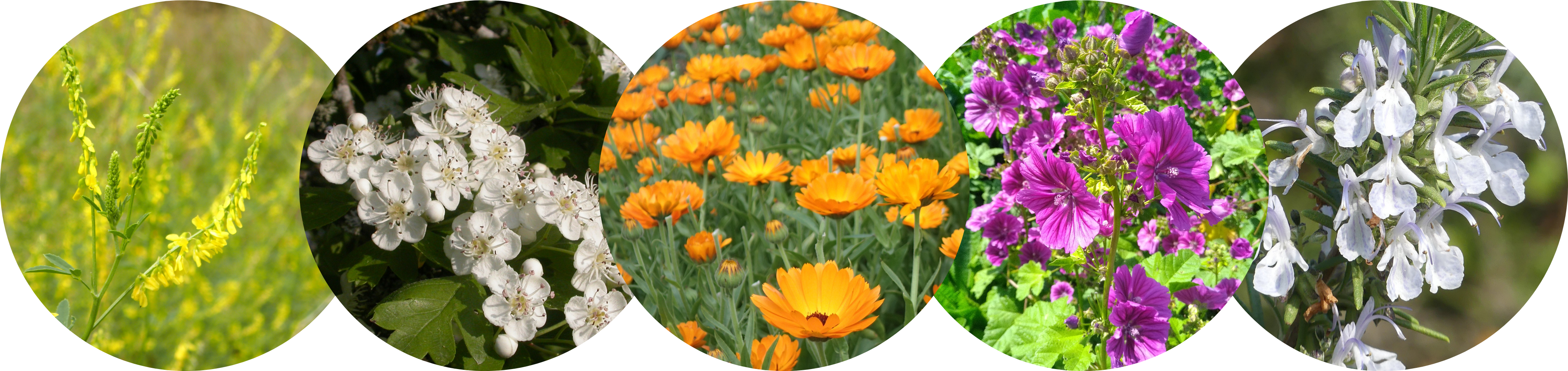 Mélilot aubépine calendula mauve romarin