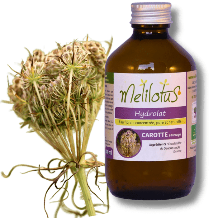 Hydrolat Carotte sauvage