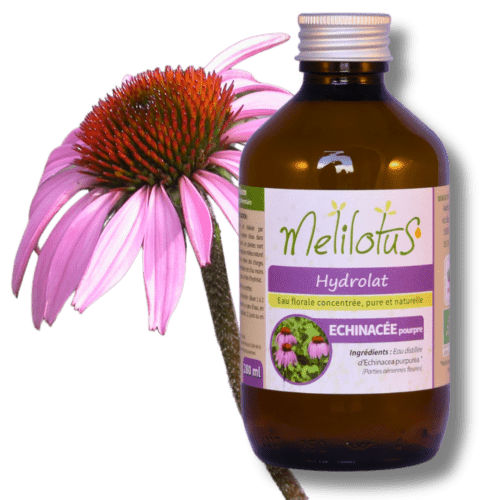 Hydrolat Échinacée