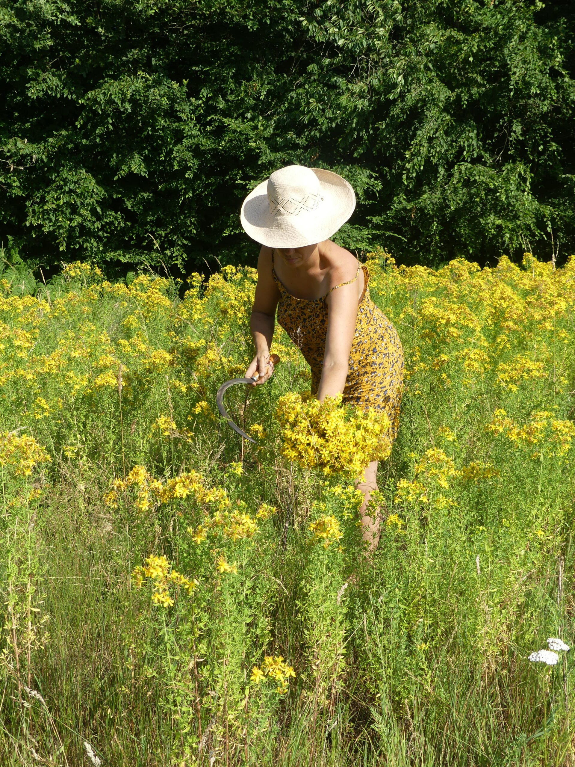 Recolte_Millepertuis_Audrey