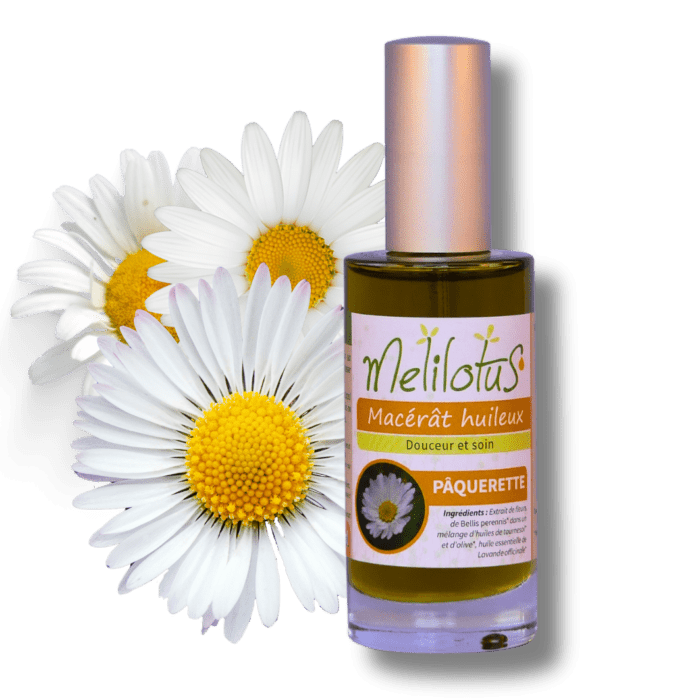 Macérat huileux Pâquerette