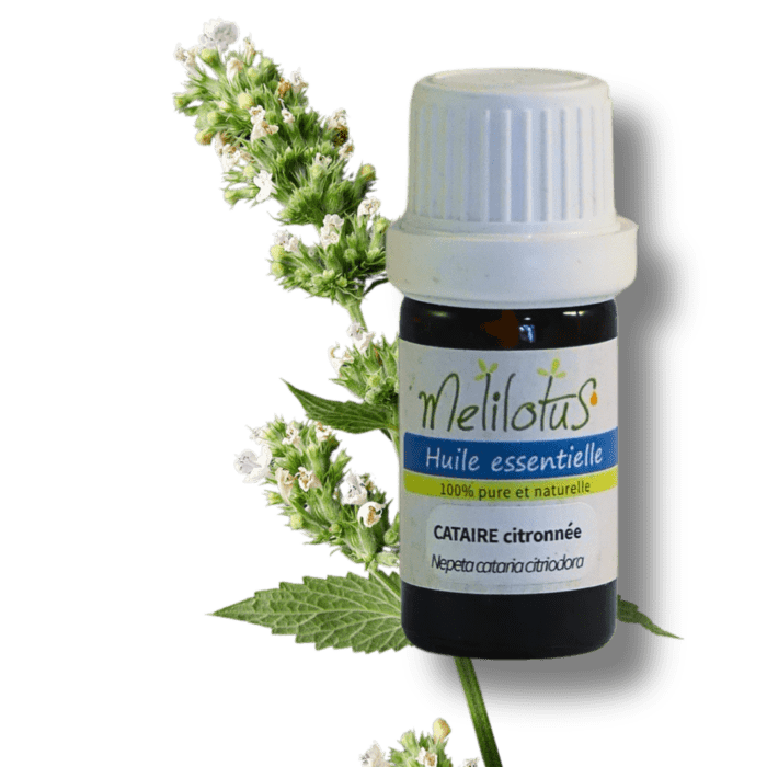 Huile essentielle Cataire citronnée