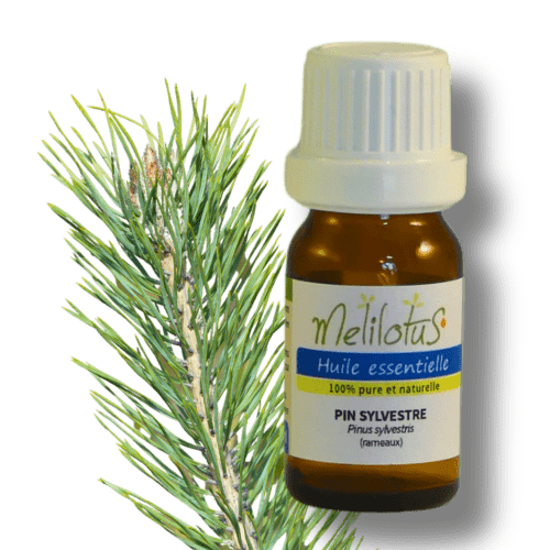 Huile essentielle Pin sylvestre - Flacon 10 mL