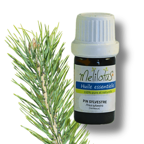 Huile essentielle Pin sylvestre
