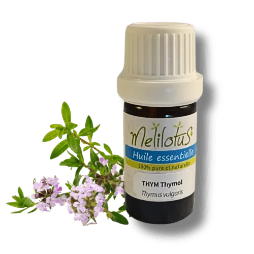 Huile essentielle Thym (Carvacrol/Thymol)