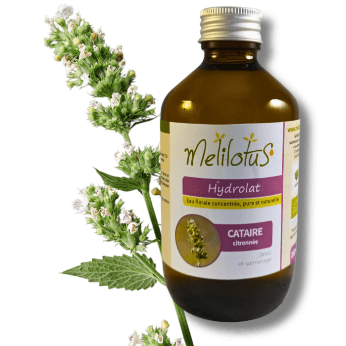 Hydrolat Cataire citronnée