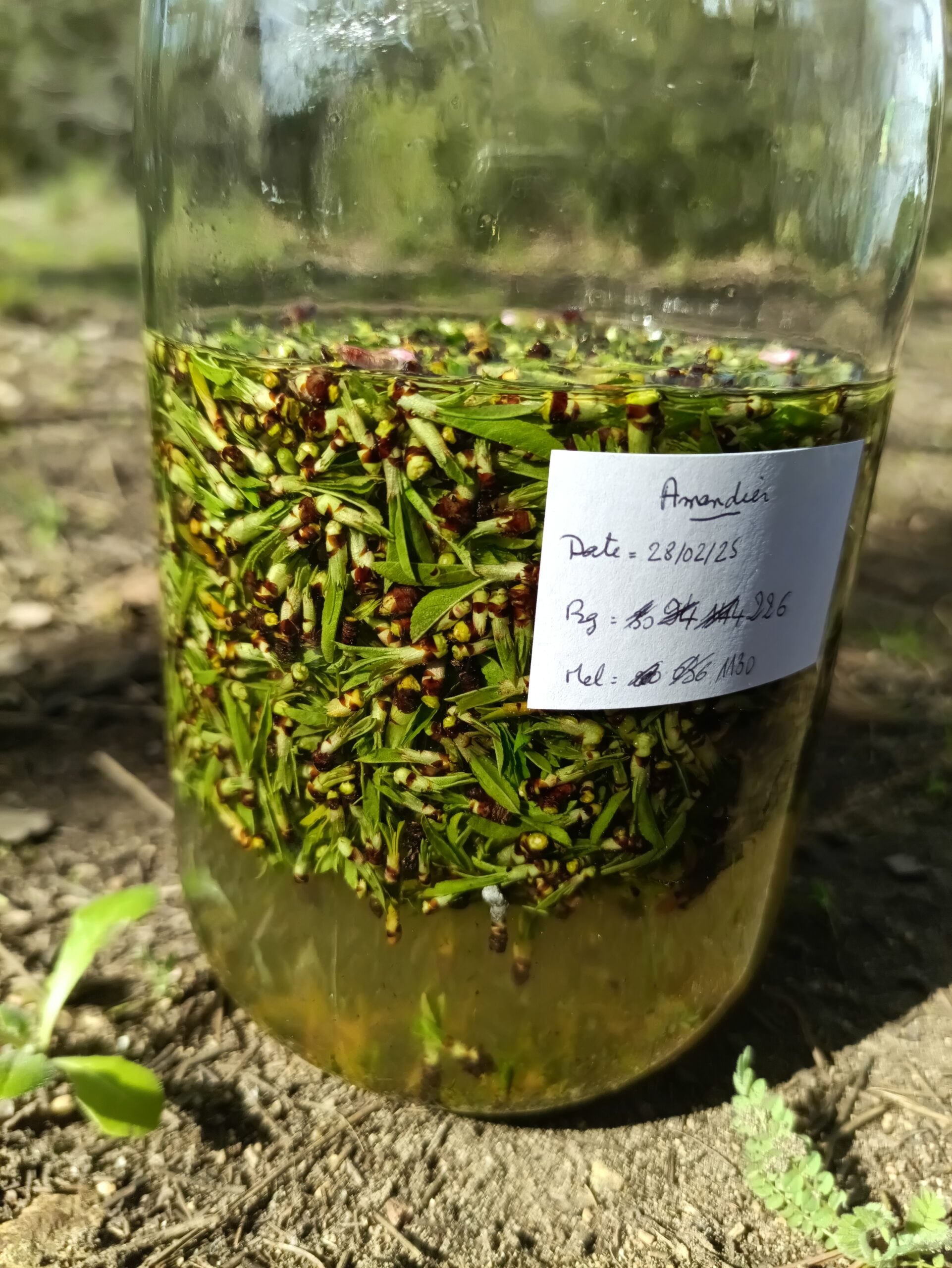 Bocalbourgeons amandier