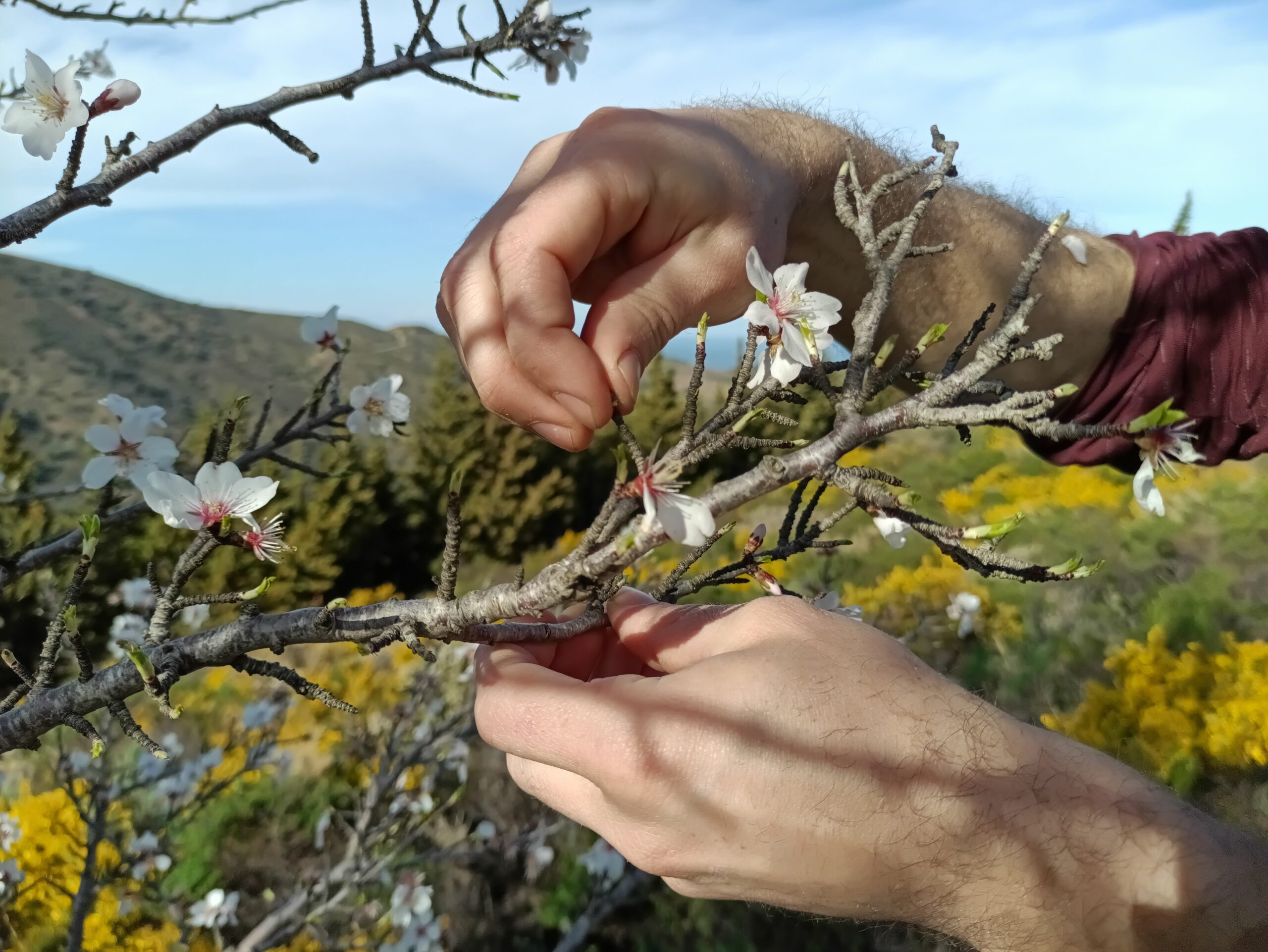 Cueillette bourgeon amandier