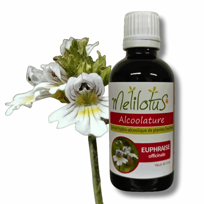 Alcoolature Euphraise officinale